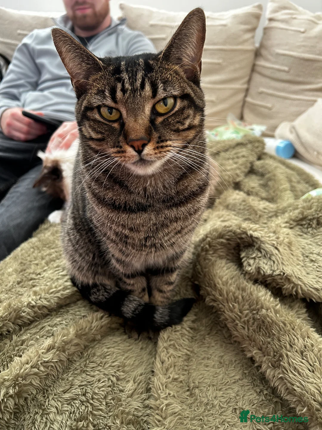 Domestic Shorthair cats for sale: Family cat for rehoming in Hastings - Advert 6