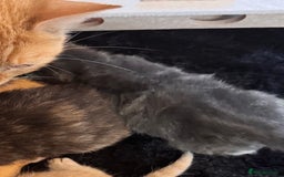 Mixed Breed cats for sale: Mixed litter of kittens  - Image 4