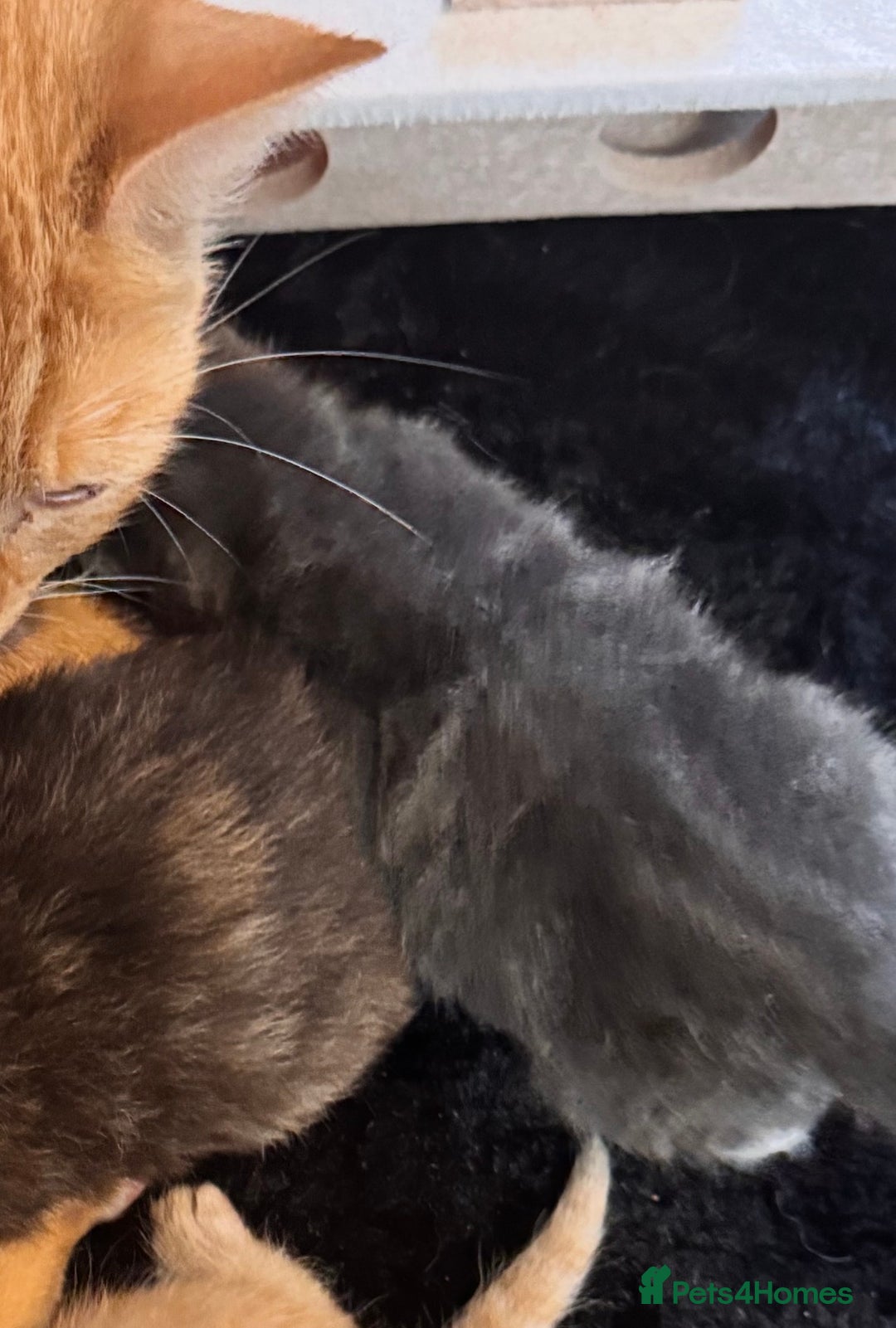 Mixed Breed cats for sale: Mixed litter of kittens  - Image 4