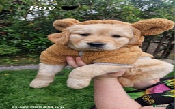 Golden Retriever dogs for sale: 💫💫💫 All puppies are reserved 💫💫💫 in Saint Helens - Image 11