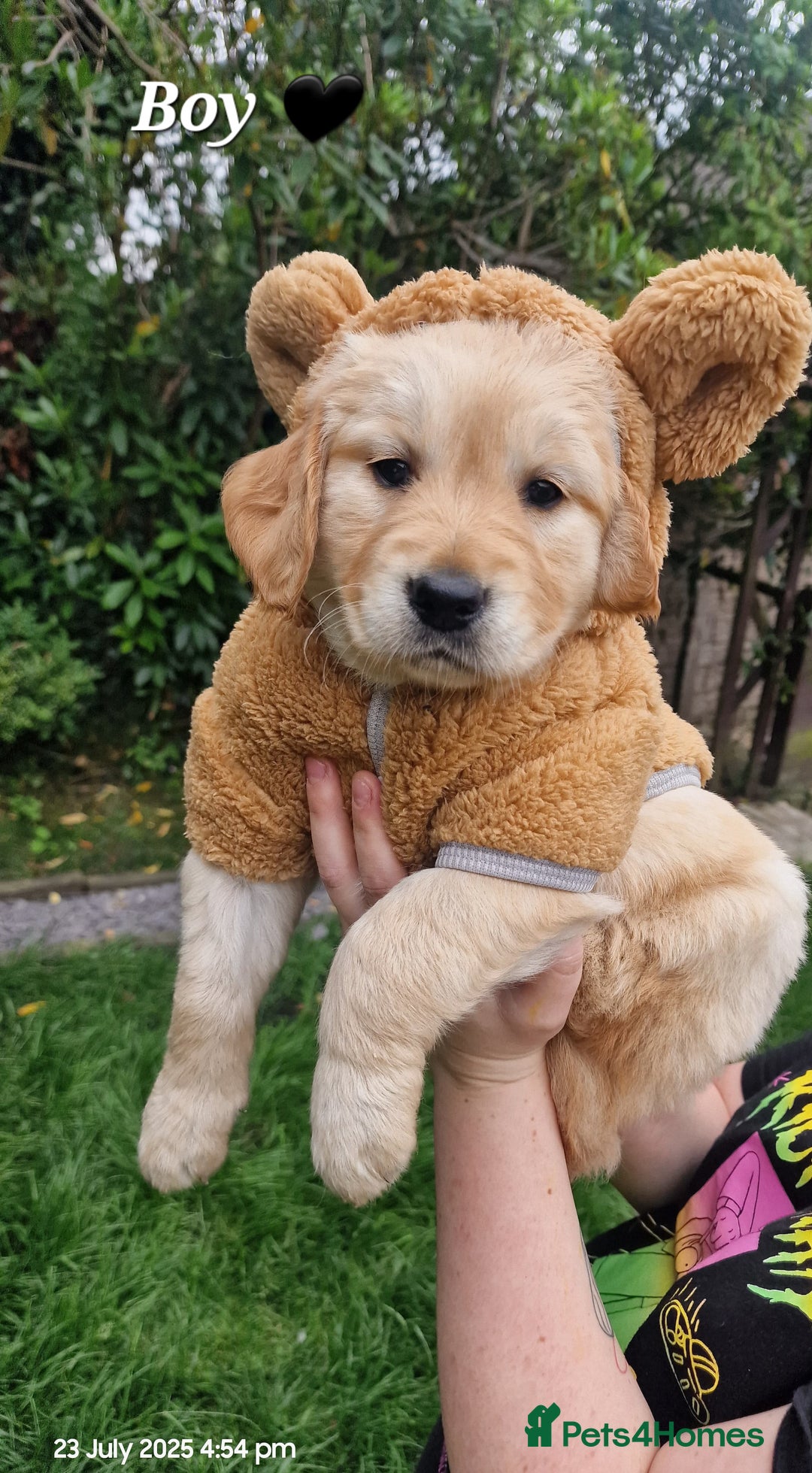 Golden Retriever dogs for sale: 💫💫💫 All puppies are reserved 💫💫💫 in Saint Helens - Image 11