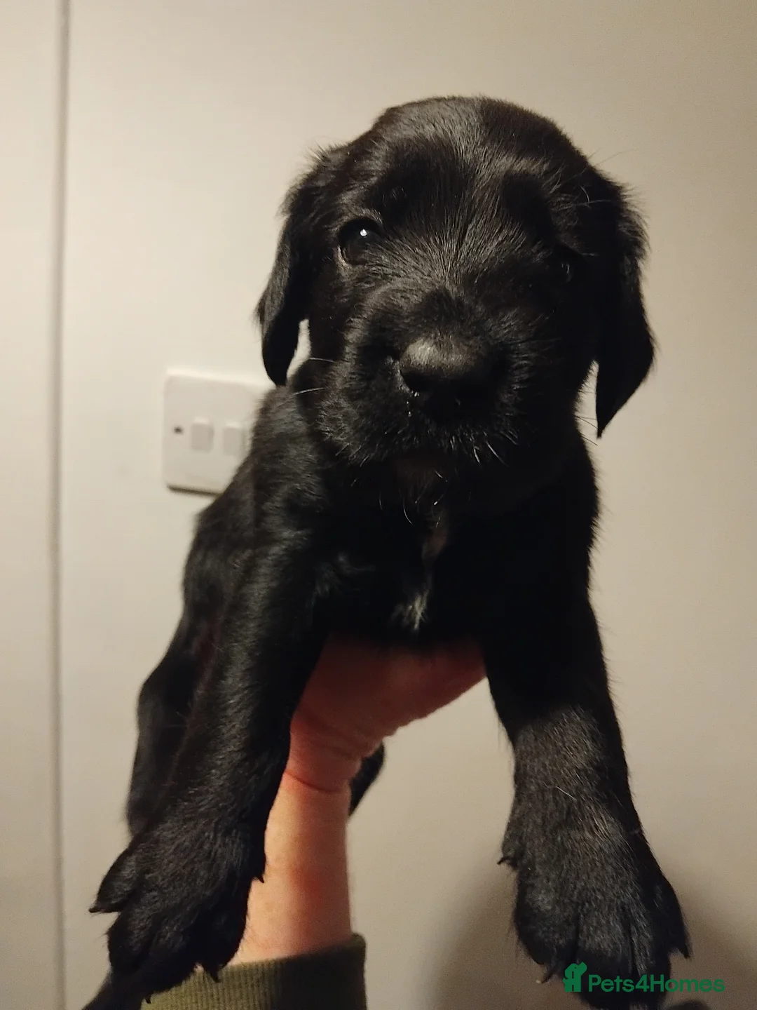 Mixed Breed dogs for sale: German Wirehaired Pointer x Springer Spaniel Pups - Advert 1