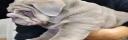 English Bulldog dogs for sale: MALE  - Advert 6