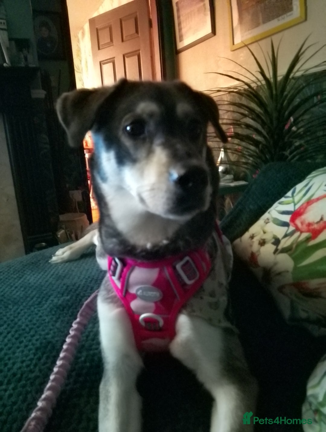 Mixed Breed dogs for sale: Husky x Labrador Retriever - Image 1