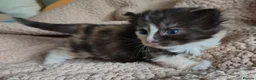 Norwegian Forest Cat cats for sale: Beautiful pedigree Norwegian Forest kittens  - Advert 12