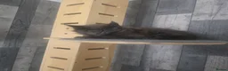 Maine Coon cats for sale: PURE MAINE COON - Advert 30
