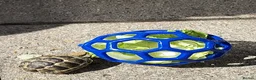 Tortoise reptiles for sale: Greek spur thighed tortoise - Advert 2