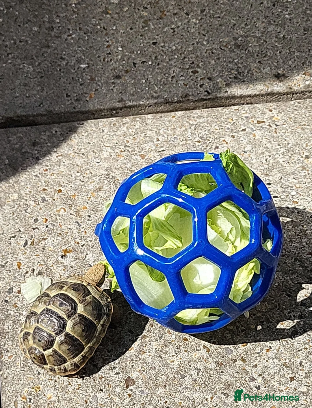 Tortoise reptiles for sale: Greek spur thighed tortoise - Advert 2