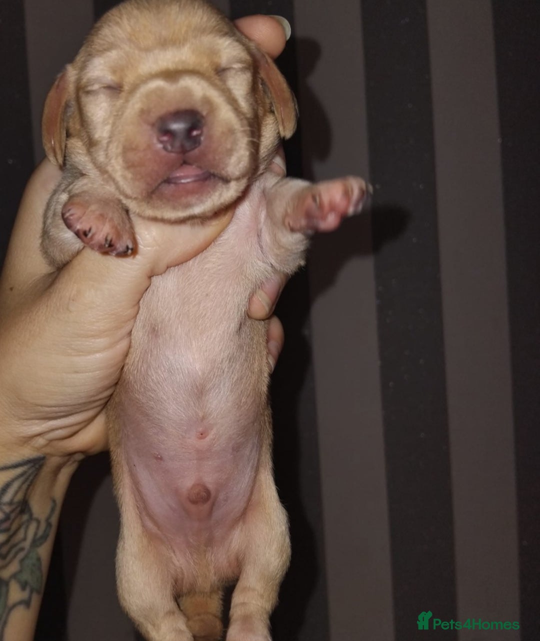 Miniature Dachshund dogs for sale: Exceptional minature cream dachshunds - Image 5