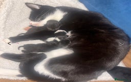 British Shorthair cats for sale: Loki - 6 months old kitten - Image 9