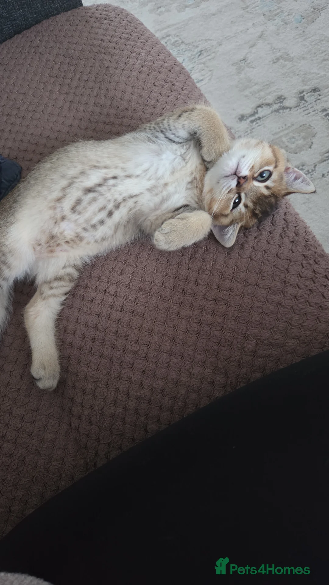 British Shorthair cats for sale:          BRITISH SHORTHAIR - Advert 5