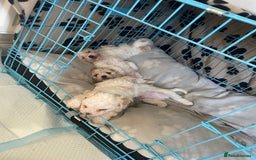 Bichon Frise dogs for sale: The cutest Boy Bichons for sale x - Image 1