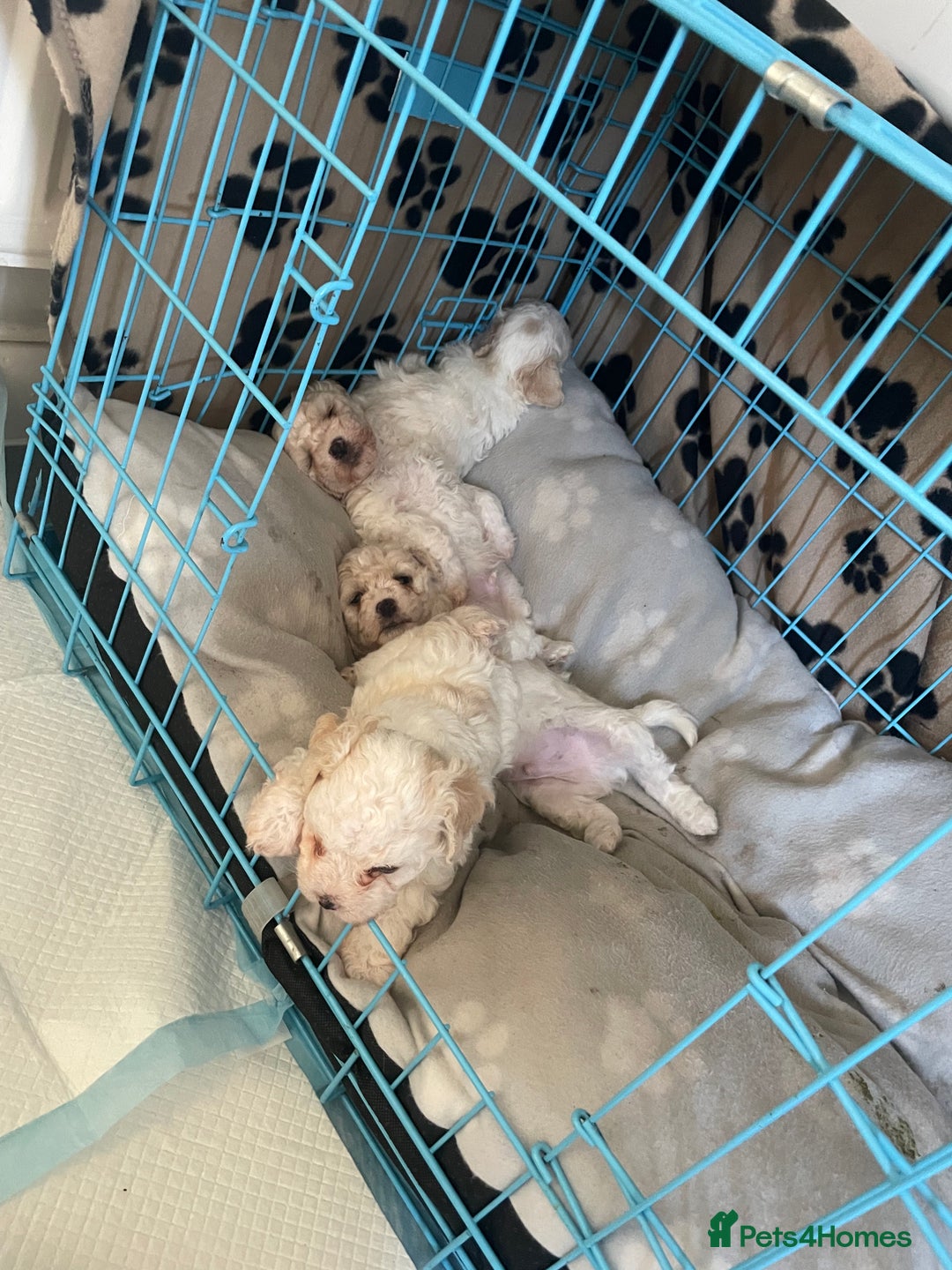 Bichon Frise dogs for sale: The cutest Boy Bichons for sale x - Image 1