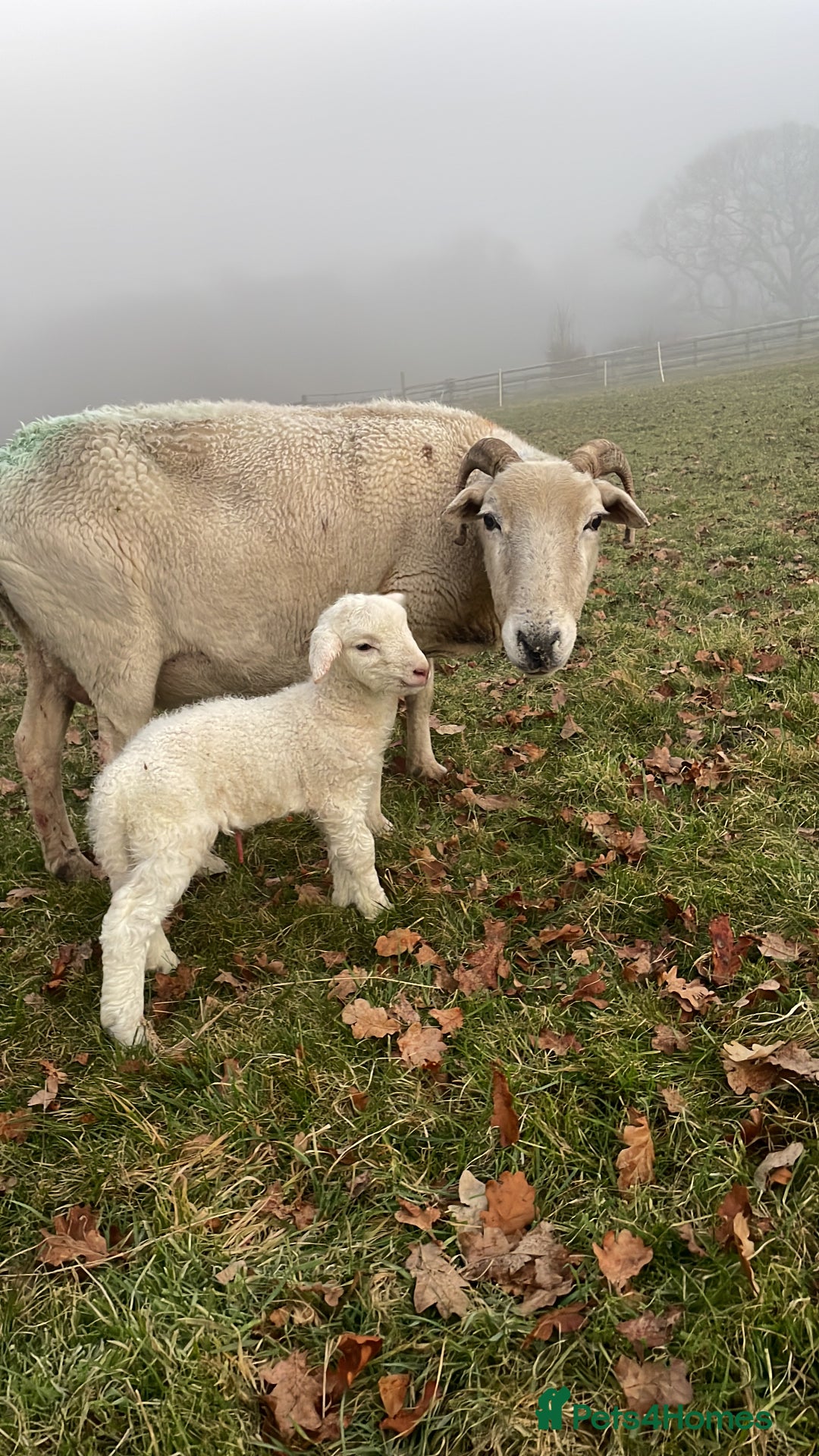 Sheep livestock for sale: Wiltshire Horn Ewe Lambs - Advert 6