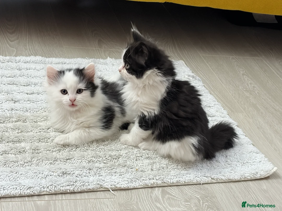 Mixed Breed cats for sale: Ragdoll & Kurilian bobtail mixed - Advert 5