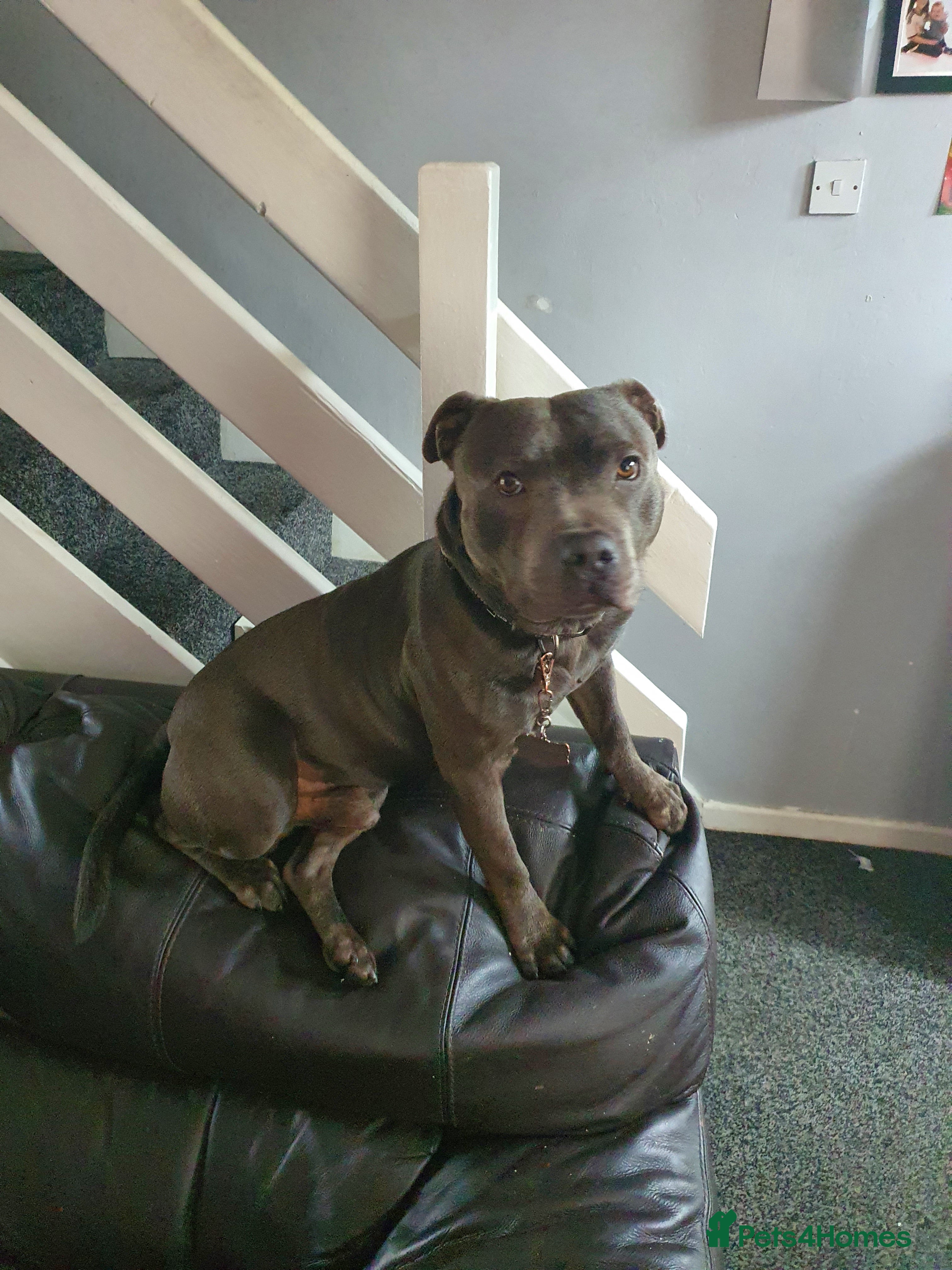 Staffordshire Bull Terrier dogs 2 year old blue staff needing home asap - Advert 18