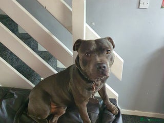 Staffordshire Bull Terrier dogs - Advert 1