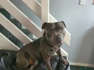 Staffordshire Bull Terrier dogs 3 year old blue staff needing home asap - Advert 2