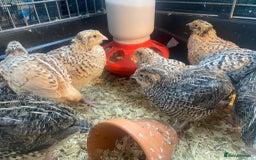 Quail poultry for sale: Fancy Coloured Japanese Jumbo Coturnix Quail - Image 7
