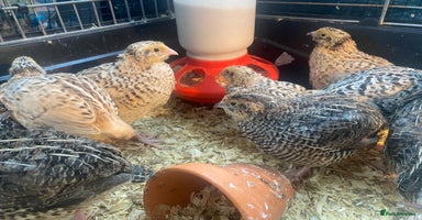 Quail poultry - Advert 3