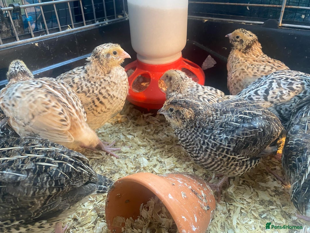 Quail poultry for sale: Fancy Coloured Japanese Jumbo Coturnix Quail - Image 7