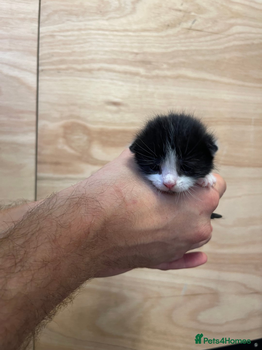 British Longhair cats for sale: Black & white kittens  - Image 11