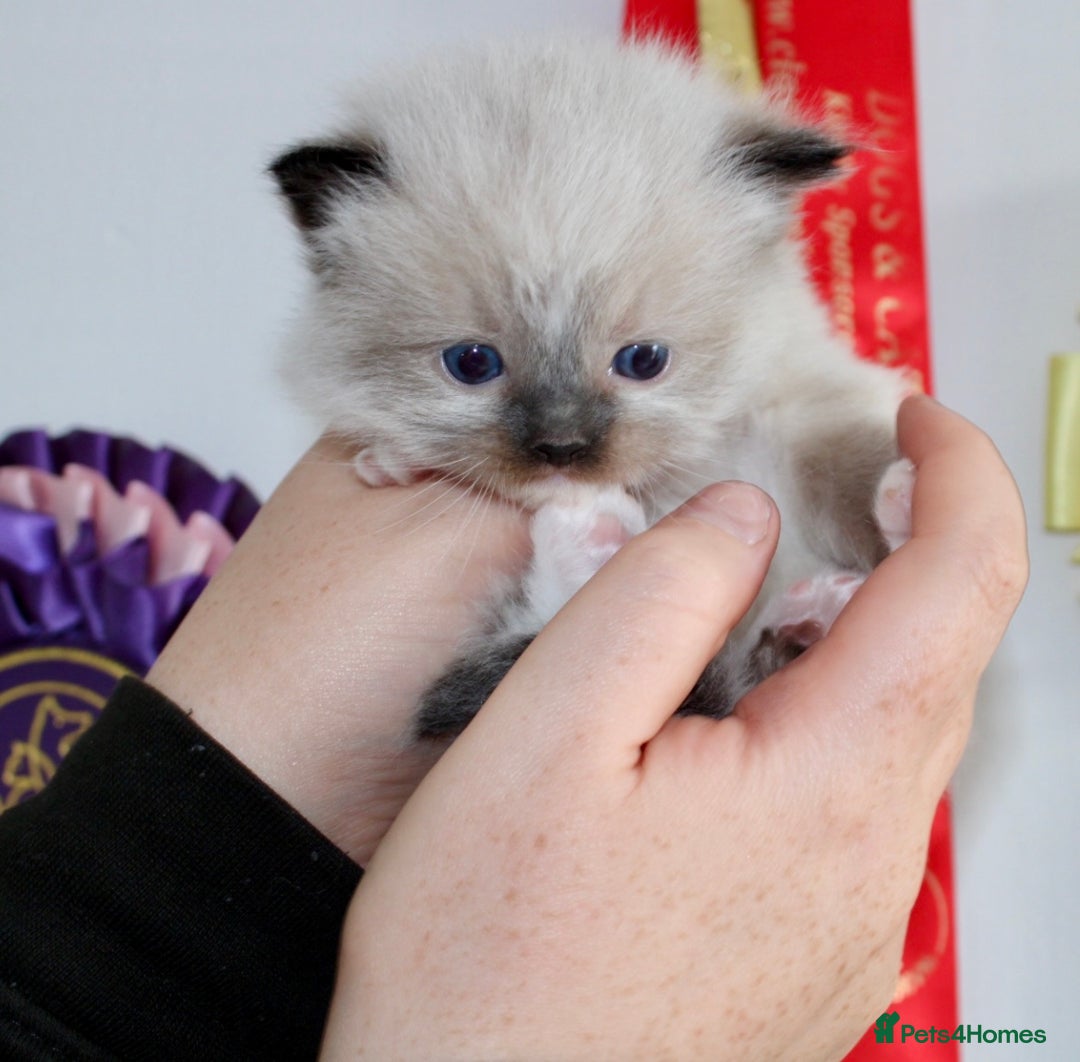 Ragdoll cats for sale: 💎 OUTSTANDING QUALITY MINK ragdoll kittens 💎 - Image 11