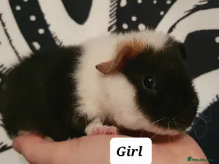 Guinea Pig rodents guinea pigs - Advert 18