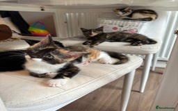 Mixed Breed cats for sale: Beautiful mixed colour kitten - Image 14