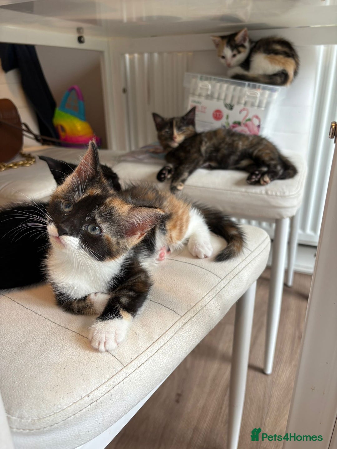 Mixed Breed cats for sale: Beautiful mixed colour kitten - Image 14