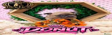 Donut