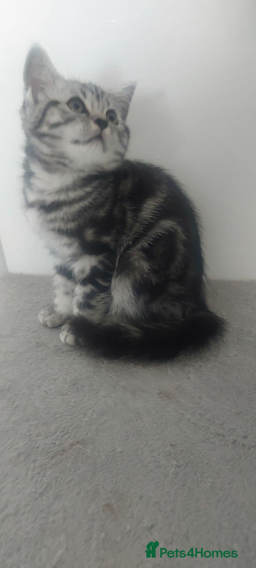 British Shorthair cats 2 classic silver tabby british shorthair girls - Advert 2