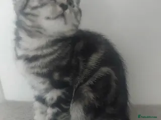 British Shorthair cats 2 classic silver tabby british shorthair girls - Advert 2