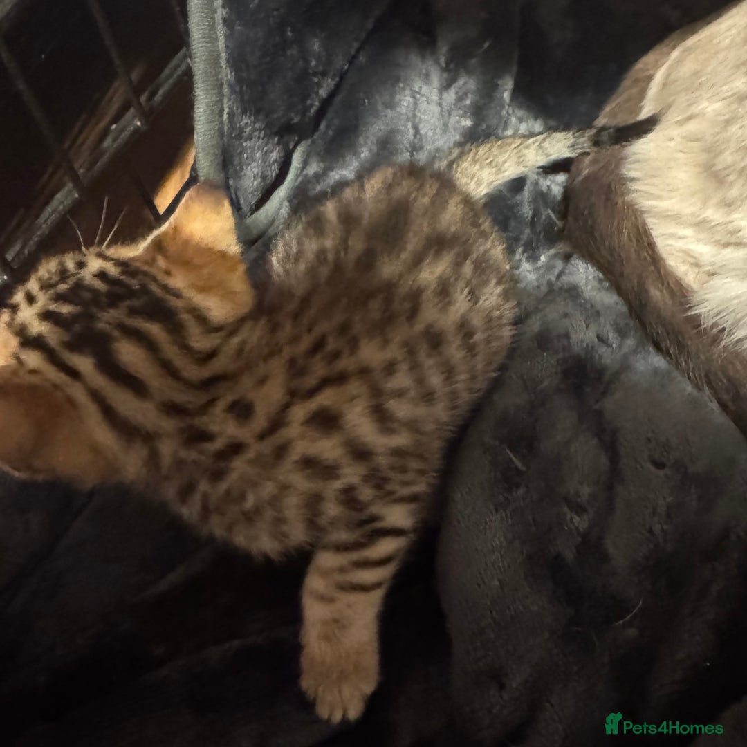 Savannah cats for sale: Only 1 girl savannah still available.  - Advert 9