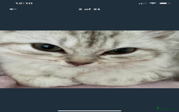 Siberian cats for sale: REDUCED!!! Pure breed hypoallergenic siberian - Image 2