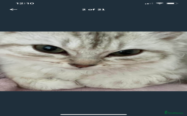 Siberian cats - Advert 6