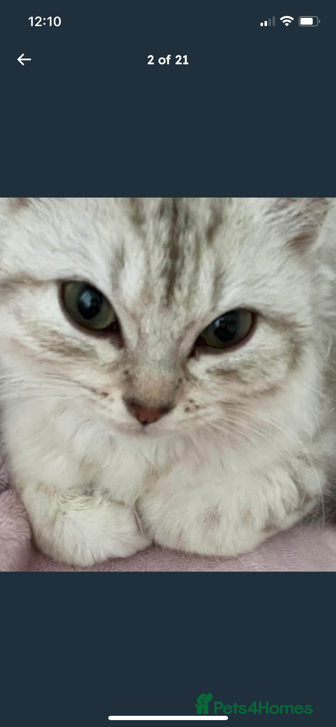 Siberian cats for sale: REDUCED!!! Pure breed hypoallergenic siberian - Image 2