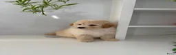 Poochon dogs for sale: Health tested poochons  - Advert 16