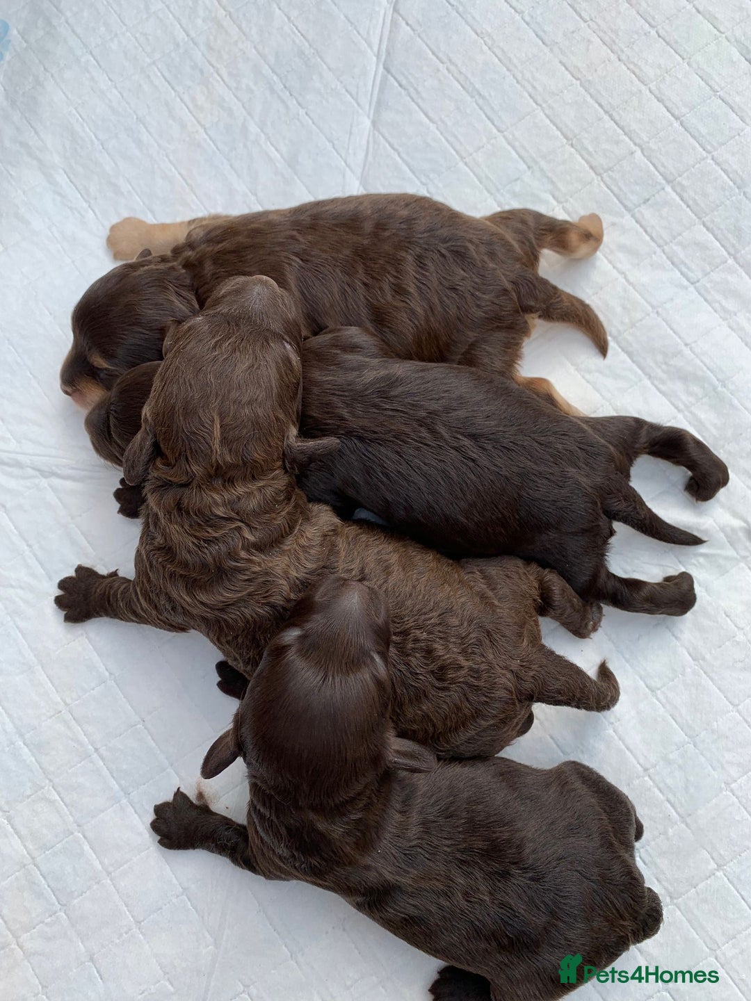 Miniature Poodle dogs for stud: KC TOY CHOCOLATE PHANTOM POODLE in Willenhall - Image 29