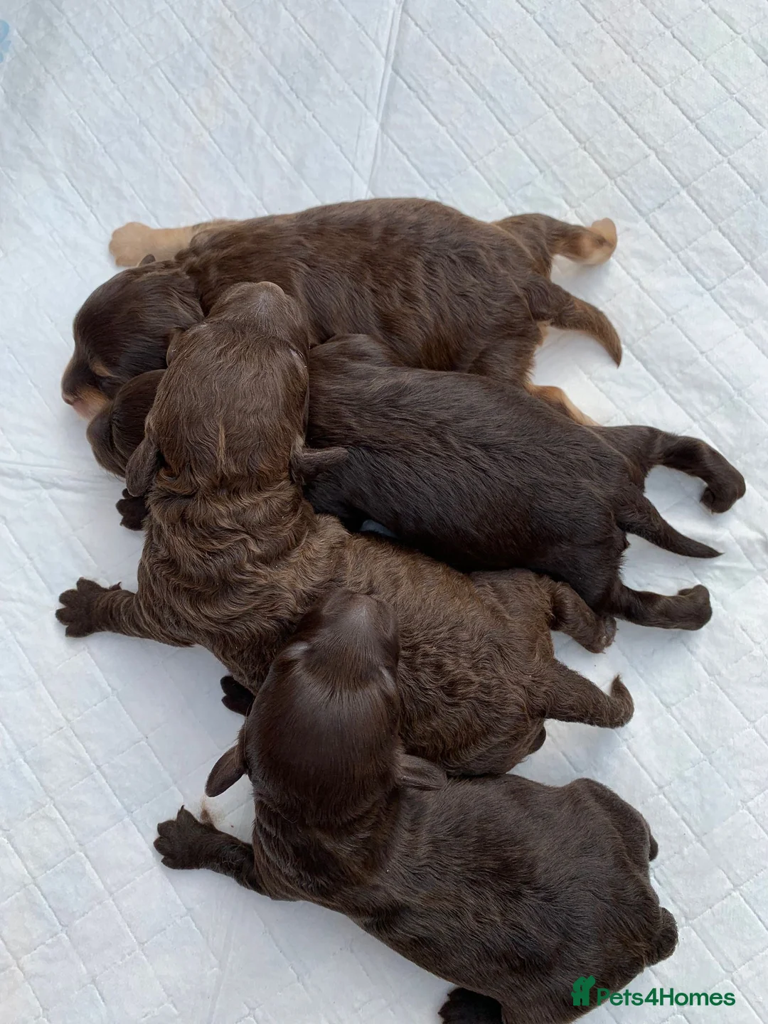 Miniature Poodle dogs for stud: KC TOY CHOCOLATE PHANTOM POODLE in Willenhall - Advert 29