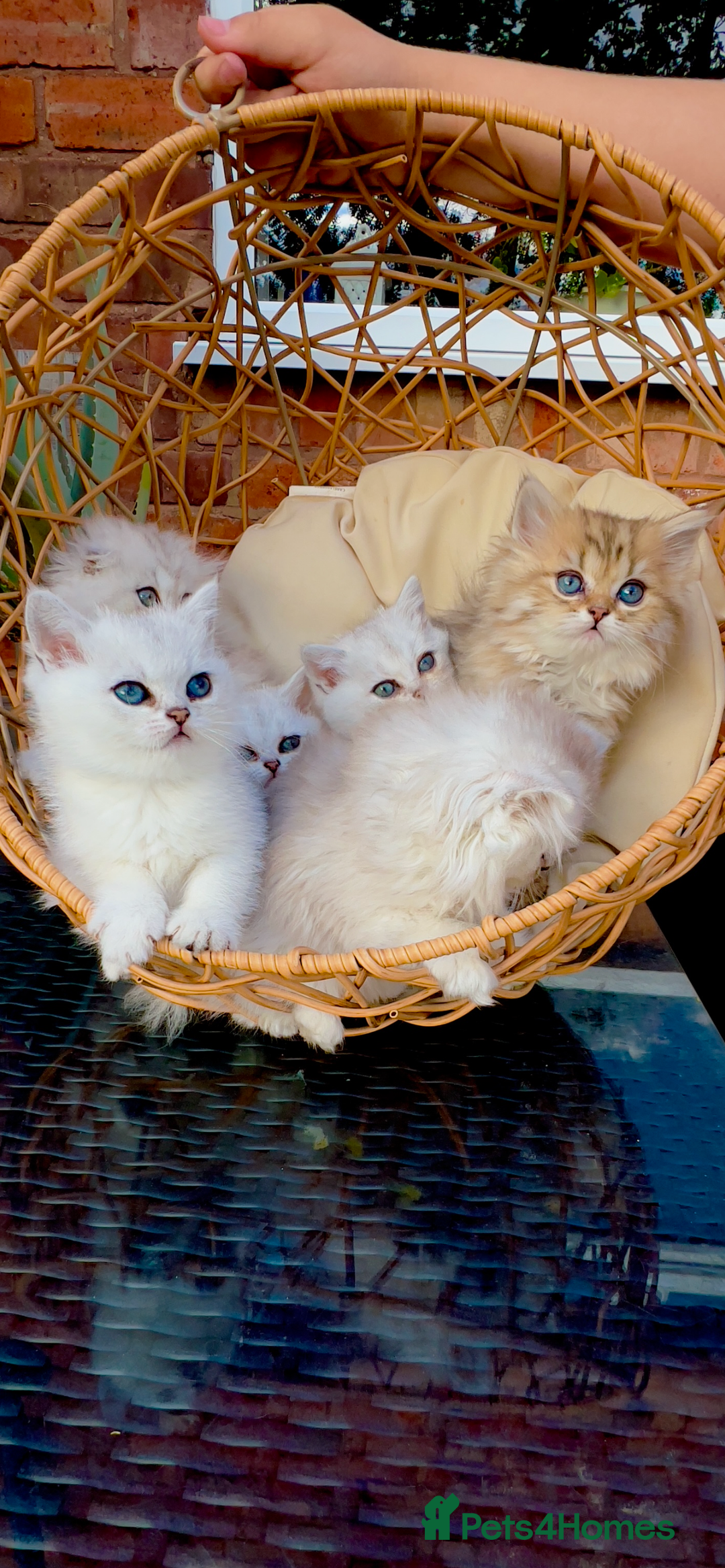 Scottish Fold cats for sale: 💞Beautiful Scottish Fold and Straight kittens🐾 - Image 31