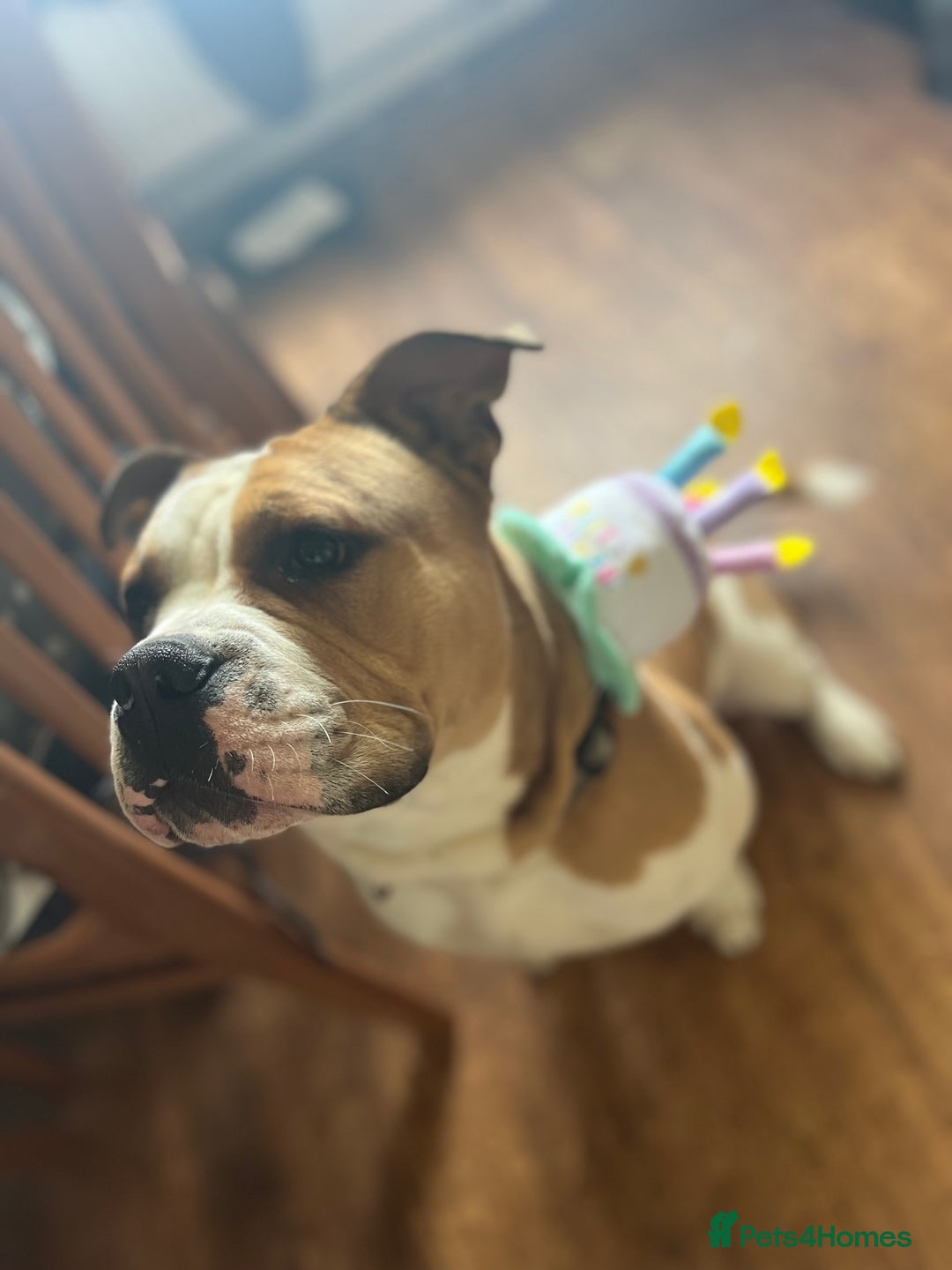 Mixed Breed dogs for sale: 3 dogs for sale! - Image 9