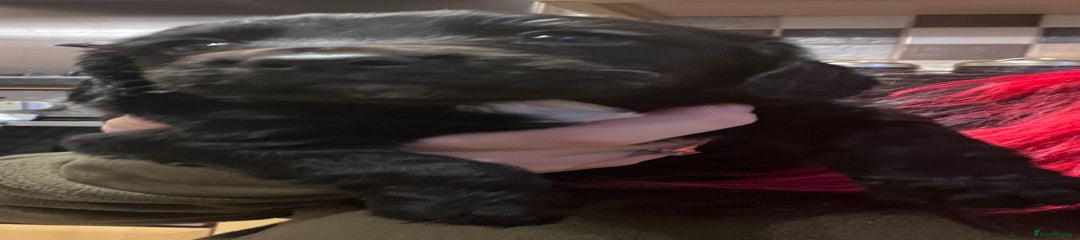 Cocker Spaniel Puppy 2