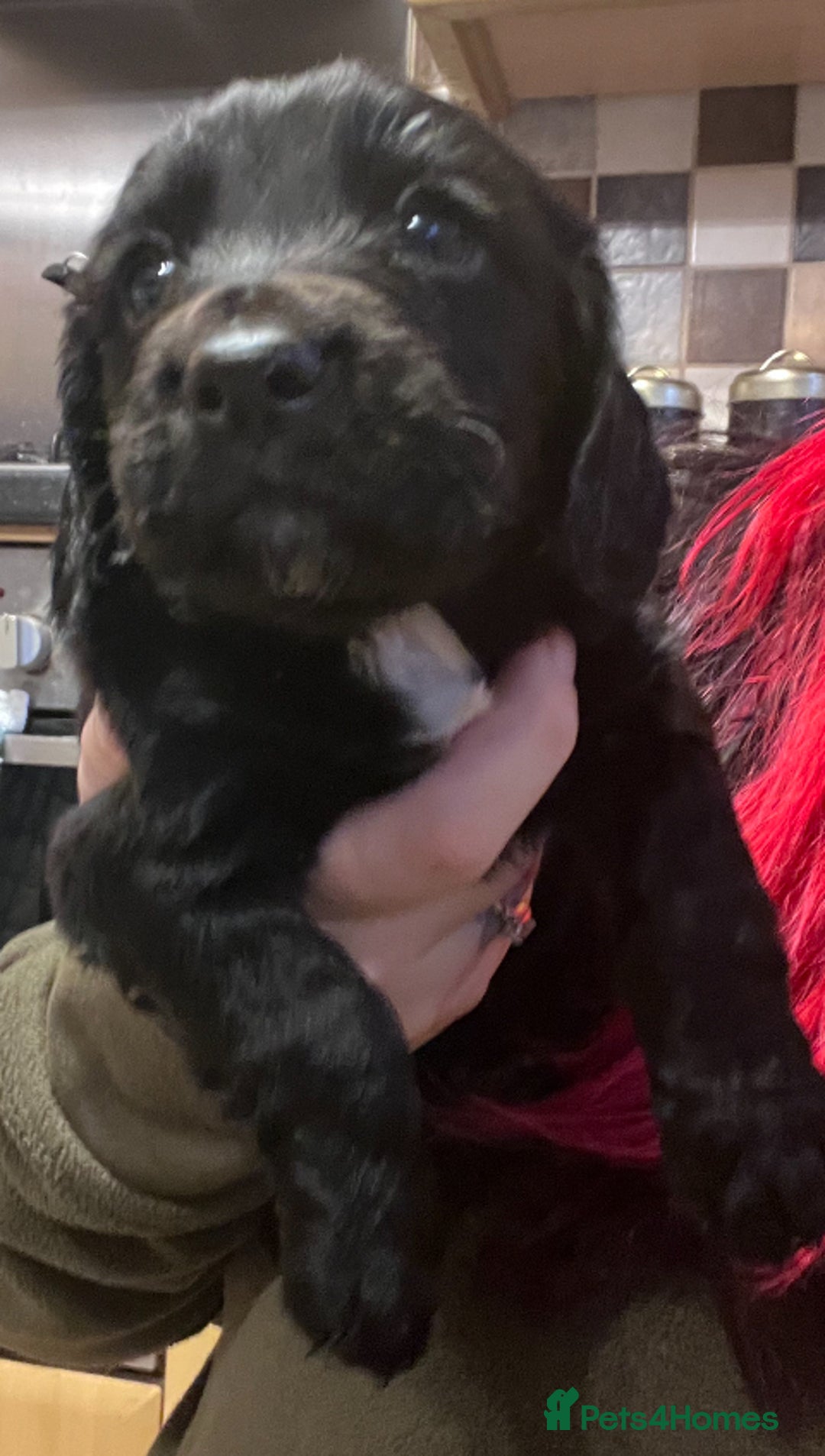 Cocker Spaniel dogs for sale: Stunning cocker spaniel puppies (blue roans)  - Advert 7