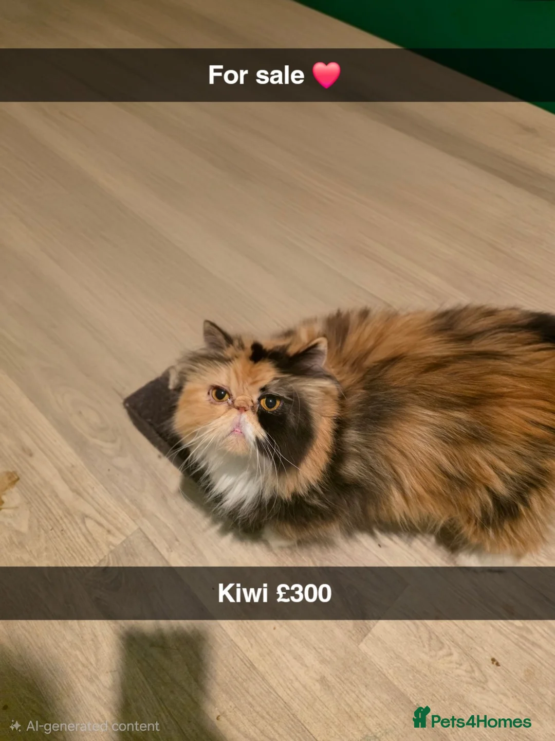 Persian cats for sale: Adult persian cats for sale - Advert 2