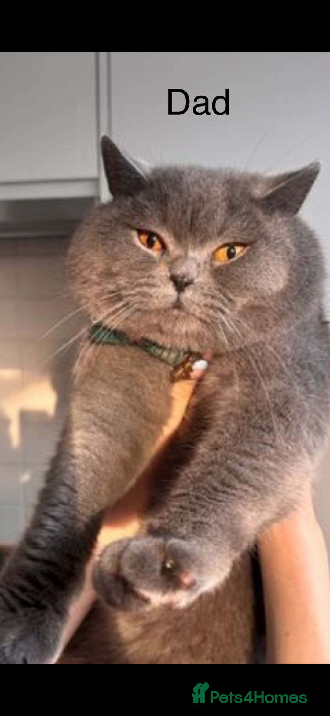 British Shorthair cats for sale: Gorgeous BSH/Himalayan - Image 14