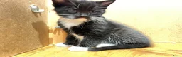Mixed Breed cats for sale: Gorgeous litter of kittens in Ilminster - Advert 10