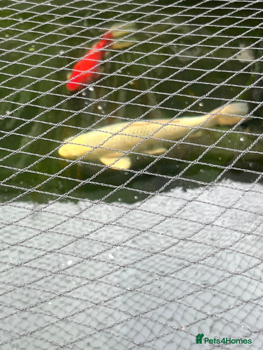 Koi Carp fish for sale: Koi carp - Image 3