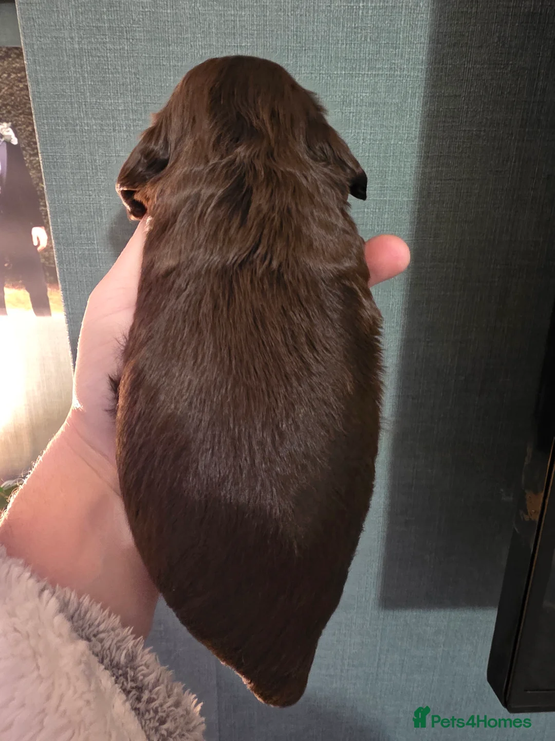 Cocker Spaniel dogs for sale: Choc roan cocker spaniel pups  - Advert 23