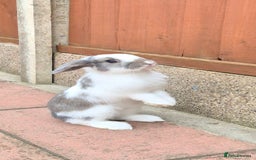 Mini Lop rabbits for sale: 14-Week-Old Rabbits (£120 for Pair)  - Image 7